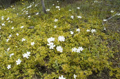 APII jpeg image of Drosera rupicola  © contact APII