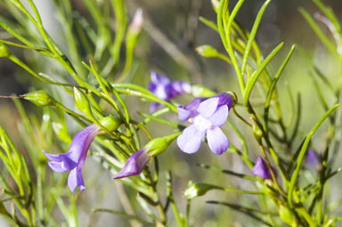 APII jpeg image of Eremophila drummondii  © contact APII