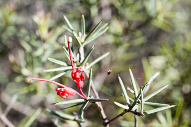 APII jpeg image of Grevillea aculeolata  © contact APII