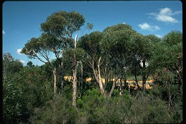 APII jpeg image of Eucalyptus ligustrina  © contact APII