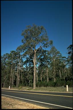 APII jpeg image of Eucalyptus longifolia  © contact APII