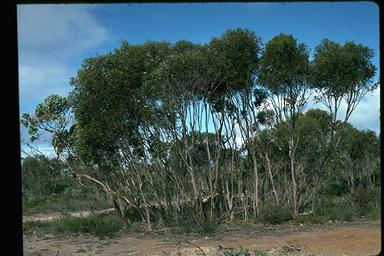 APII jpeg image of Eucalyptus micranthera  © contact APII