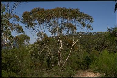 APII jpeg image of Eucalyptus multicaulis  © contact APII