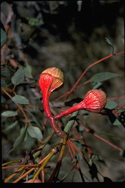 APII jpeg image of Eucalyptus pyriformis  © contact APII