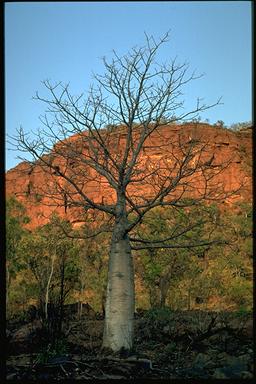 APII jpeg image of Adansonia gregorii  © contact APII