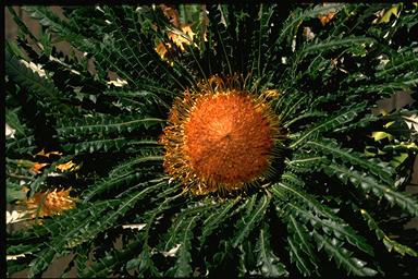 APII jpeg image of Banksia formosa  © contact APII