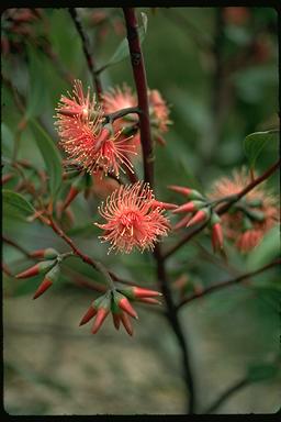 APII jpeg image of Eucalyptus erythronema subsp.  © contact APII