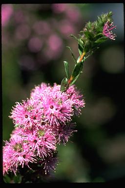 APII jpeg image of Kunzea capitata  © contact APII