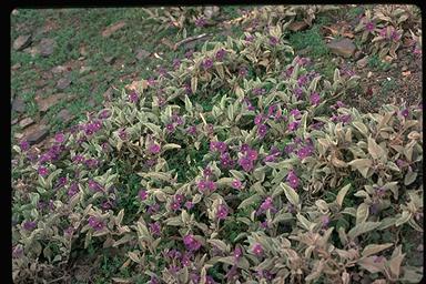 APII jpeg image of Solanum quadriloculatum  © contact APII