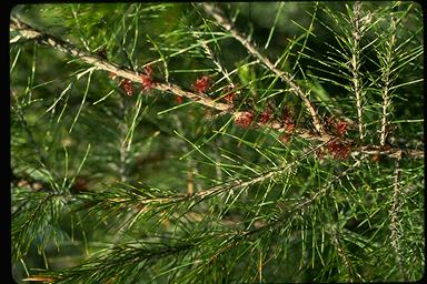 APII jpeg image of Allocasuarina fibrosa  © contact APII