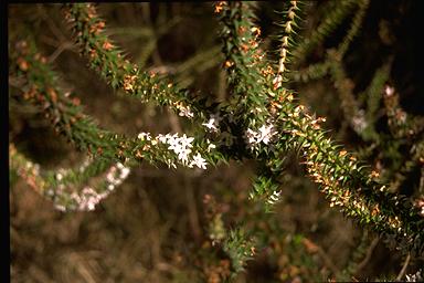 APII jpeg image of Epacris purpurascens var. purpurascens  © contact APII