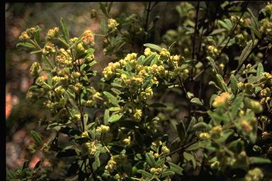 APII jpeg image of Zieria involucrata  © contact APII