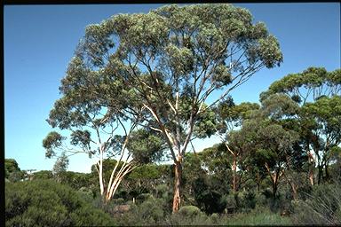 APII jpeg image of Eucalyptus sheathiana  © contact APII