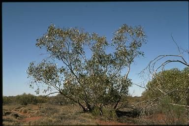 APII jpeg image of Eucalyptus sparsa  © contact APII