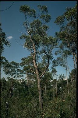 APII jpeg image of Eucalyptus sparsifolia  © contact APII