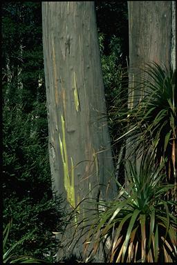 APII jpeg image of Eucalyptus subcrenulata  © contact APII