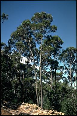 APII jpeg image of Eucalyptus subcrenulata  © contact APII