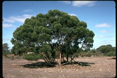 APII jpeg image of Eucalyptus talyuberlup  © contact APII