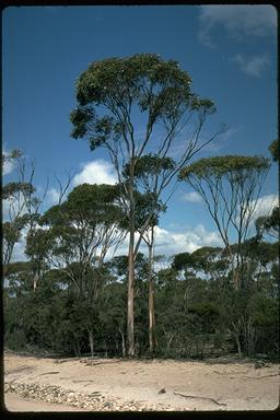 APII jpeg image of Eucalyptus valens  © contact APII