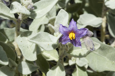 APII jpeg image of Solanum lasiophyllum  © contact APII