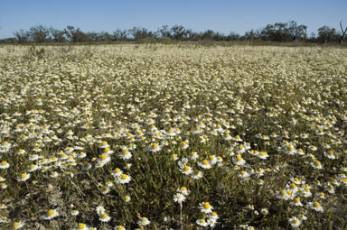 APII jpeg image of Rhodanthe anthemoides  © contact APII