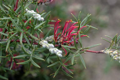 APII jpeg image of Grevillea acanthifolia subsp. stenomera  © contact APII