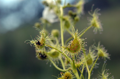 APII jpeg image of Drosera auriculata  © contact APII