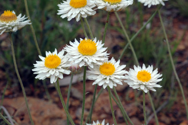 APII jpeg image of Leucochrysum albicans  © contact APII