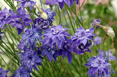 APII jpeg image of Wahlenbergia stricta 'Double'  © contact APII