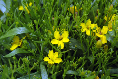 APII jpeg image of Goodenia humilis  © contact APII