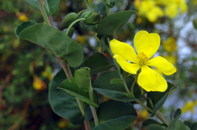 APII jpeg image of Hibbertia cunnighamii  © contact APII