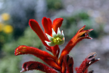 APII jpeg image of Anigozanthos 'Federation Flame'  © contact APII