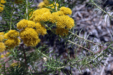 APII jpeg image of Cassinia leptocephala  © contact APII