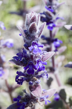 APII jpeg image of Ajuga australis  © contact APII