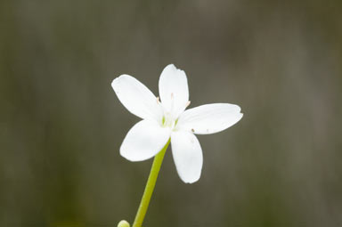 APII jpeg image of Neopaxia australasica  © contact APII