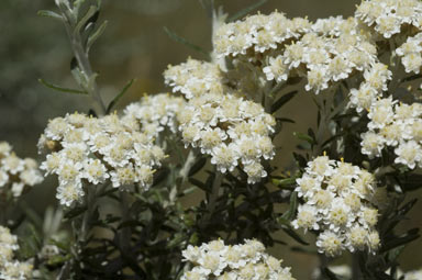 APII jpeg image of Ozothamnus secundiflorus  © contact APII