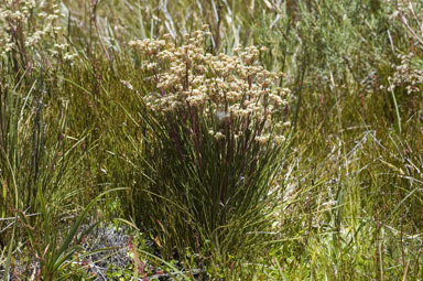 APII jpeg image of Aciphylla simplicifolia  © contact APII