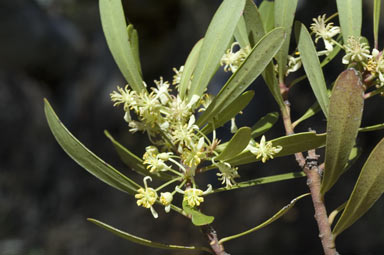 APII jpeg image of Tasmannia xerophila subsp. xerophila  © contact APII