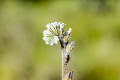 APII jpeg image of Myosotis australis  © contact APII