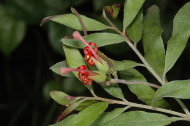 APII jpeg image of Grevillea linsmithii  © contact APII