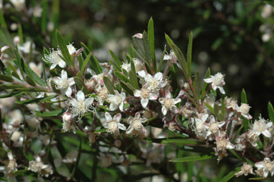 APII jpeg image of Austromyrtus tenuifolia  © contact APII