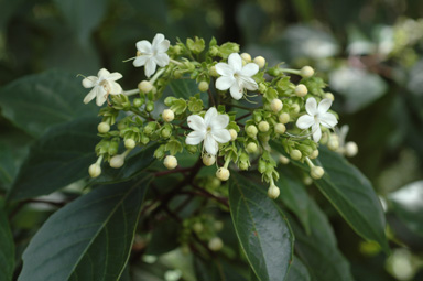 APII jpeg image of Clerodendrum floribundum var. attenuatum  © contact APII