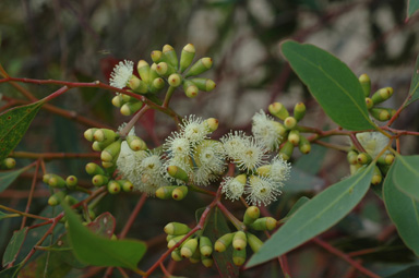 APII jpeg image of Eucalyptus cladocalyx  © contact APII