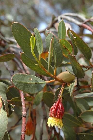 APII jpeg image of Eucalyptus stoatei  © contact APII