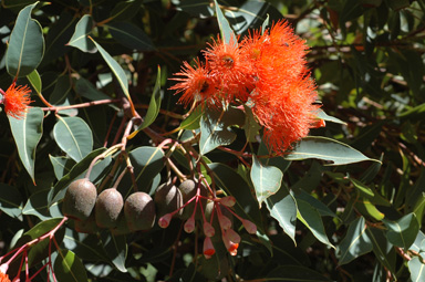 APII jpeg image of Corymbia ficifolia  © contact APII