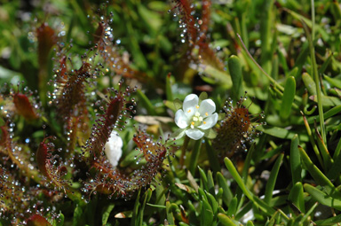 APII jpeg image of Drosera arcturi  © contact APII