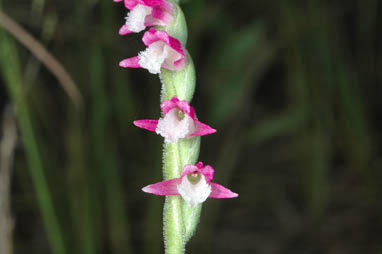 APII jpeg image of Spiranthes sinensis var. australis  © contact APII