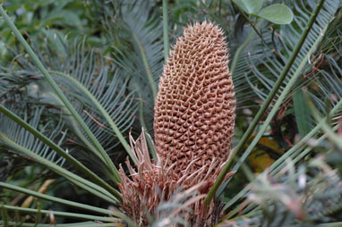 APII jpeg image of Cycas ophiolitica  © contact APII