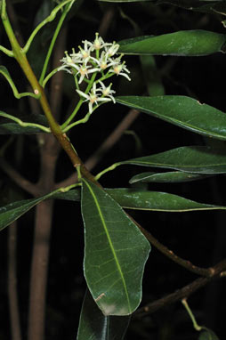 APII jpeg image of Acronychia oblongifolia  © contact APII