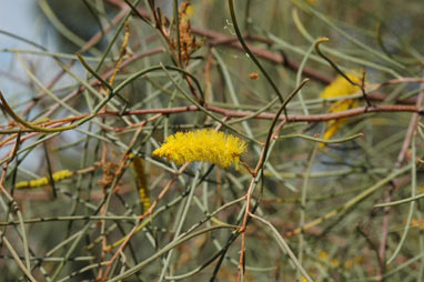 APII jpeg image of Acacia paraneura  © contact APII